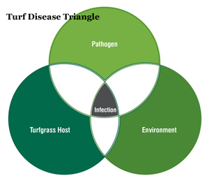 Turf Disease triangle
